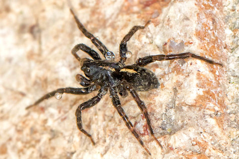 Wolf Spider (Artoria mckayi) (Artoria mckayi)